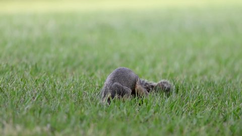Ground squirrels eat nuts, leaves, roots, seeds, and other plants. They also catch and eat small animals, such as insects and caterpillars.The squirrel family includes tree squirrels, ground squirrels