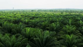 Drone view of some endless palm oil plantations on the island of Borneo (Kalimantan) in Indonesia. The palm oil industry is responsible of heavy deforestation and forest fires caused by slash and burn