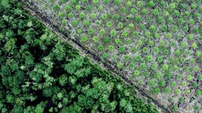 Drone view of some remaining rain forest facing a brand new palm oil plantation in Indonesia. The scene was captured on the island of Borneo (Kalimantan).