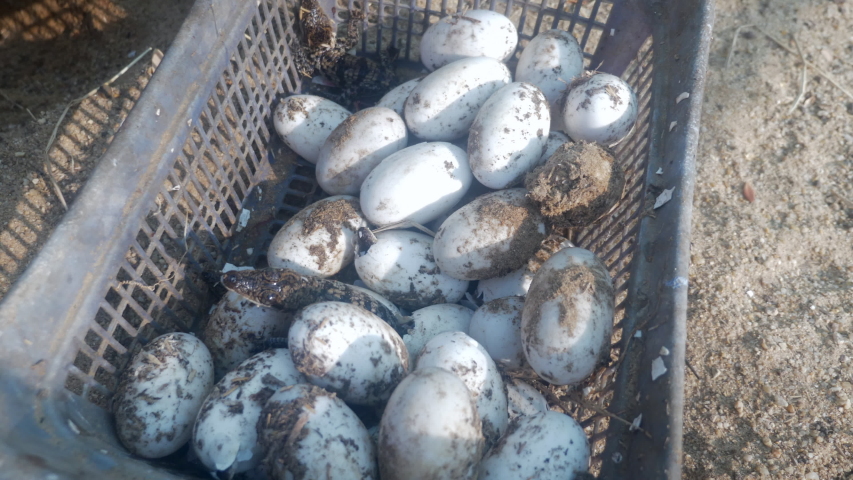 babies crocodiles emerges from eggs ( close up )