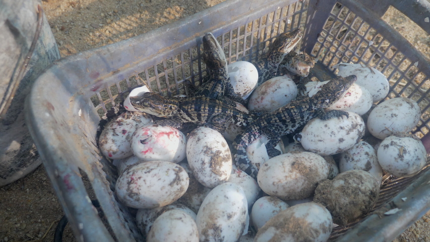babies crocodiles emerges from eggs (close up )