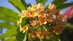 A clip of a blooming frangipani flowers in a hot tropical garden