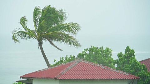 Palm tree and a roof top of a house exposed to the high winds of a tropical super cyclone thunderstorm. Hurricane tornado strong wind is shaking palm trees on the coast