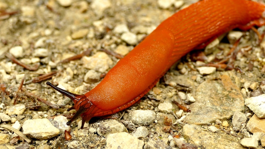 large red slug crawling over a way 