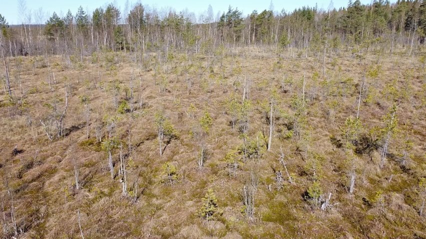aerial view of northern peat swamp with small pines