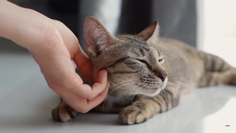 A female's hand stroking a cat. Pet care concept