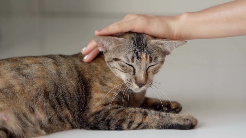 Female's Hand Stroking Cat Pet Care Stock Footage Video (100% Royalty 