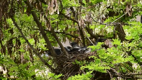Young spring chicks of a raven bird Corvus cornix flap their wings in a nest on the flowering acacia Robinia pseudoacacia in the foothills of the North Caucasus