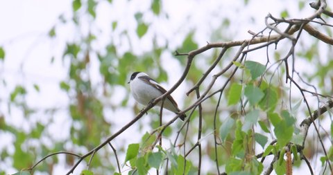 White wagtail or Motacilla alba sing on the tree 4K UHD