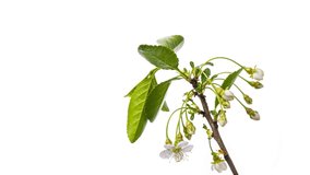 Cherry blossom timelapse. Cherry fruit tree flower growing, blooming and blossoming time lapse video against white background
