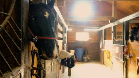 Horse in the stable. Chewing hay. mare on vacation. horse racing. Brown horses stood in the barn and looking a wooden window away from the barn. Horse head close-up