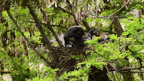 Young spring chicks and caring adult crow Corvus cornix in a nest on a flowering acacia tree Robinia pseudoacacia in the foothills of the North Caucasus
