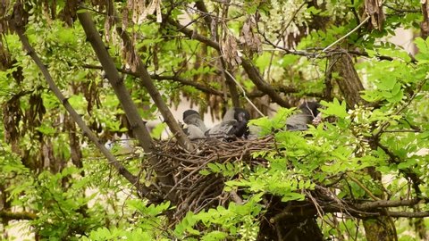 Corvus cornix chicks rest in a nest on the Acacia Robinia pseudoacacia in the foothills of the North Caucasus