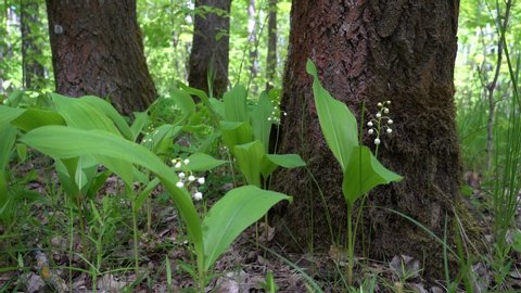 Forest lilies of the valley, a bunch of blooming white lilies of the valley growing under large tree trunks