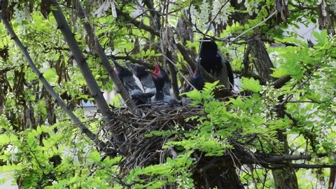 Corvus cornix adult crow feeds young spring chicks in a nest on flowering acacia Robinia pseudoacacia in the foothills of the North Caucasus