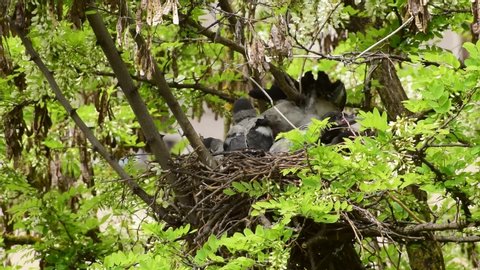 Family of young spring chicks Corvus cornix in a nest on a flowering acacia tree Robinia pseudoacacia in the foothills of the North Caucasus