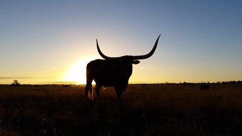 Cattle cow farming texas longhorn sunset sunrise landscape