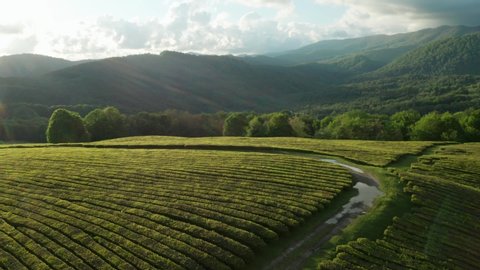 Beautiful view of tea plantations. Green trees. Sunset. Nature. Aerial video. High mountains. Sochi. Macesta tea. Smooth rows of bushes