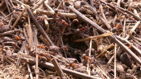 In Europe, many species of ants live, including ants of the genus Formica. These are large ants that build quite large anthills. They live in the steppe and forest zones.