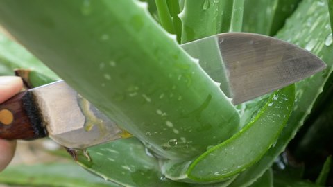 hand holding knife cutting green aloe vera from aloe vera plant. Big leaves of aloe vera have Moisture and Medicinal properties for white skin face for woman and ingredient herb in spa Lotion cream.
