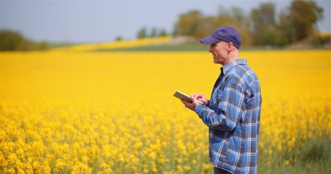 Farmer Examining Rapeseed Crops at Farm Agriculture Concept.