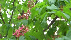 Closeup view 4k video footage of beautiful blooming with delicate pink flowers green branches of spring chestnut trees.