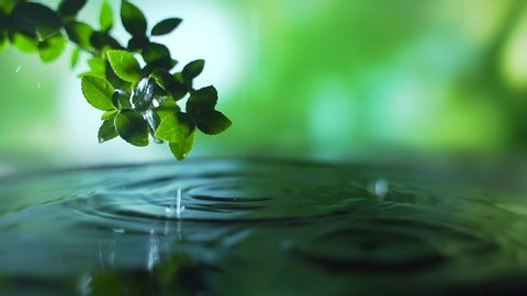 Close up. fresh green leaf with rain water drop over the water , nature leaf branch scene for relaxation with ripple drops concept , slow motion shot. Green background. Copy space for text