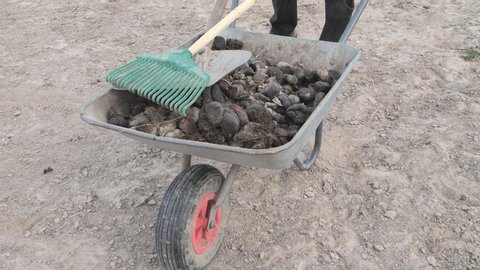 Collecting and isposal of horse manure on horse farm,  farming and garden work.