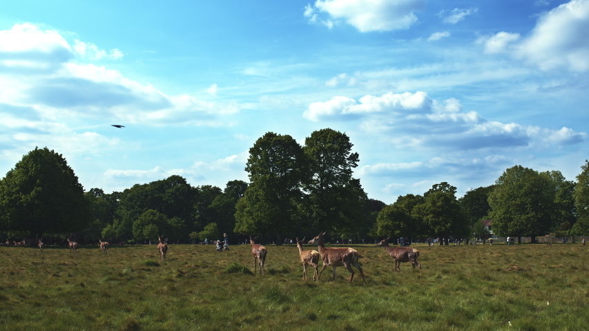 A bunch of red deers resting on the green grass during the spring, making different moves, jumping, eating grass while some people are walking in the background. Richmond Park, London, UK