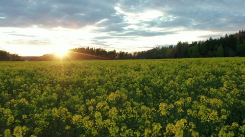 Yellow rapse dandelions canola rapeseed field aerial drone shot. Evening sunset light over summer landscape. Sun behind forest trees on beautiful day