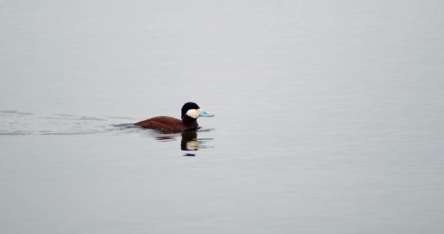 Ruddy duck floating on lake and dives underwater in slow motion.