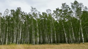Birch trees sway from a strong wind.  Panoramic view. Trees against the sky and field. Hurricane wind in a grove, bad weather. 4K video.