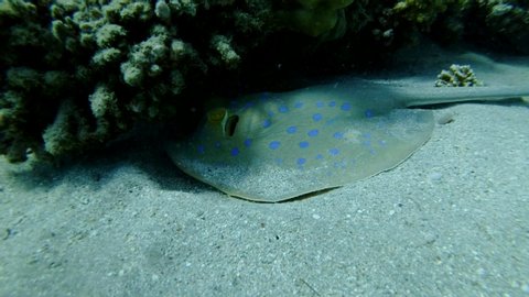 Slow motion, Blue-spotted Stingray (Taeniura lymma) lies under coral reef and floats away. Red sea, Egypt