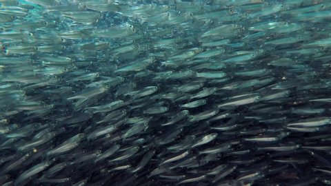 Massive school of small fish swims under surface of water in sun rays. Camera moving forwards