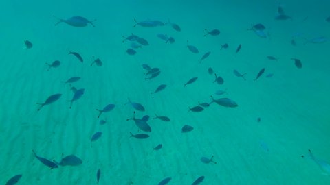 School of Lunar Fusilier (Caesio lunaris) slowly swims over sandy bottom in blue water. Red Sea, Egypt