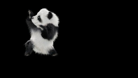 Panda Dance CG fur 3d rendering animal realistic CGI VFX Animation Loop  composition 3d mapping cartoon, with Alpha matte