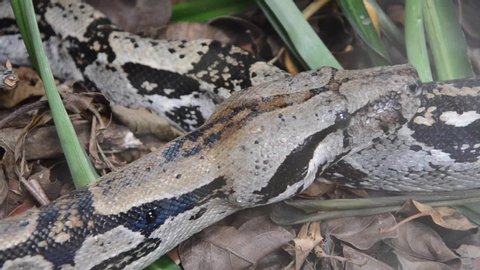 Boa imperator non-venomous snake in Costa Rica (head close up with movement / clip 1 of 14).