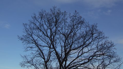 Large Oak Tree, Seasonal Time-Lapse Change, Winter to Spring, Circular Camera Motion