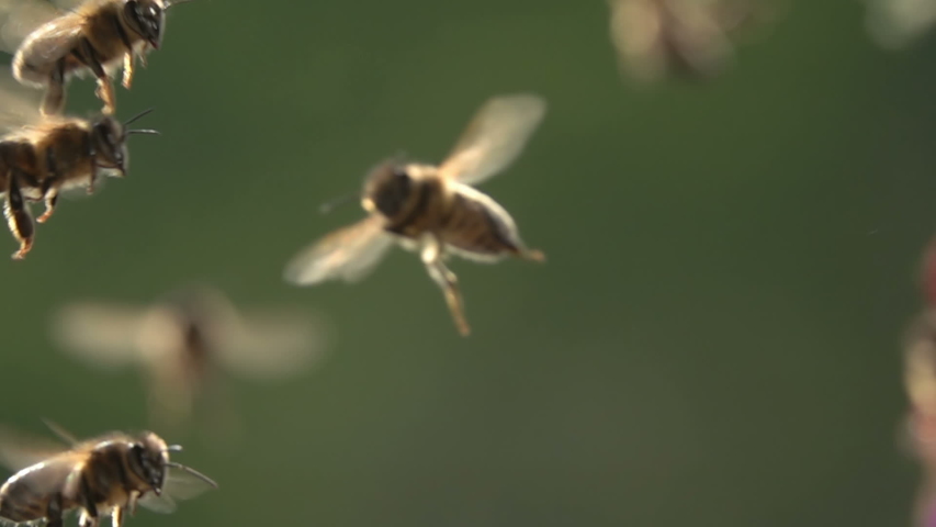 Bees flying, close-up view, slow-motion | Shutterstock HD Video #1052957507