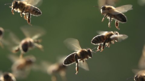 Bees flying, close-up view, slow-motion