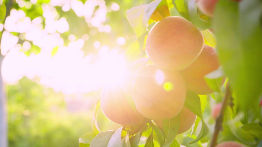 Big juicy peaches on the tree. Fruits ripen in the sun. Peach hanging on a branch in orchard. Fruit picking season. Peach fruit. Sun light. Healthy food. Organic product. | Shutterstock HD Video #1052959052