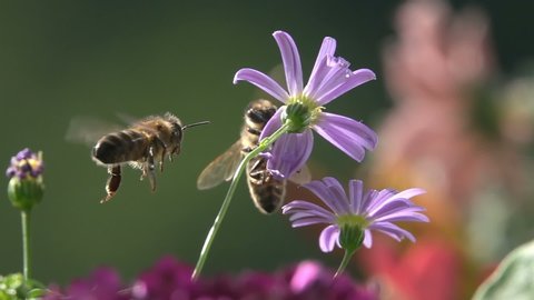 Bees, Encounter on Purple Flower, Close-up Honey bee, slow-motion 