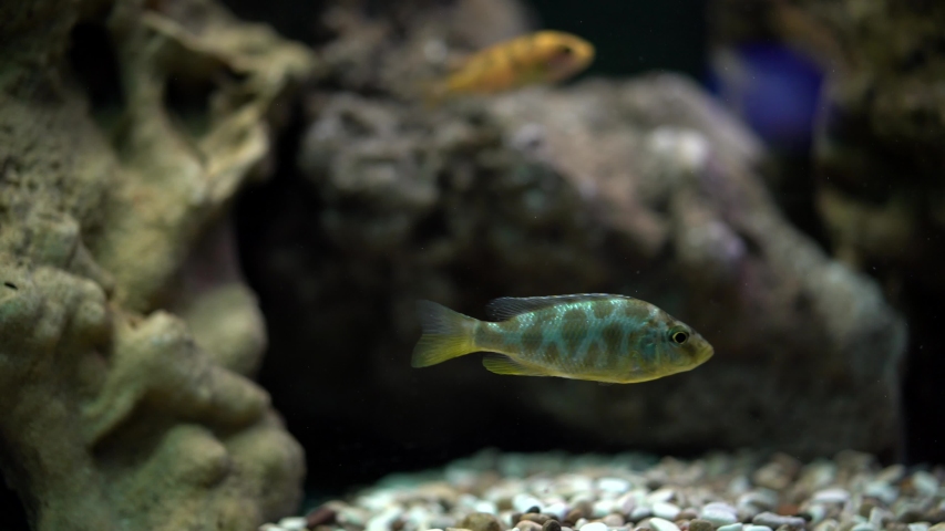 Aquarium fish aulonocara swims underwater in the aquarium | Shutterstock HD Video #1052961371