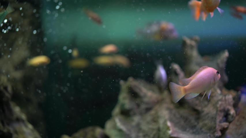 Aquarium fish swim in the water dark green in color with a small bubbly around | Shutterstock HD Video #1052961389