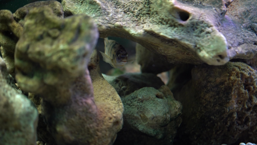 Aquarium fish aulonocara swims underwater in the aquarium  | Shutterstock HD Video #1052961392