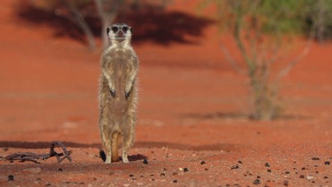 Meerkat (suricate) on the lookout in the Kalahari desert in Africa, cute small mammal, small carnivore
