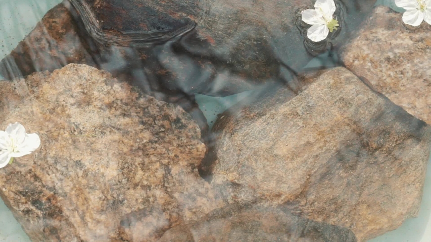 Spring transparent pond with  stones on the background of  water.
On the surface of the water, tree branches and the light of the sun are reflected and cherry flowers fall in the water like rain drops Royalty-Free Stock Footage #1052963255