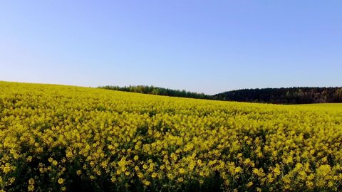 Field of yellow flowers. Flying over a yellow rapeseed field
