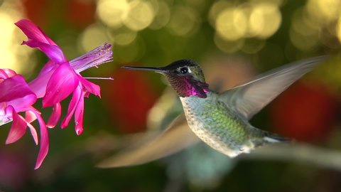 A slow motion footage of a female hummingbird taking off and chase the male away from a pink flower
