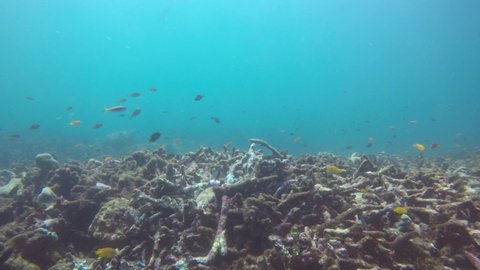 Reef damaged by coral bleaching. Climate change, ocean acidification and global warming damage coral reefs. 